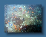 Helengeli 237